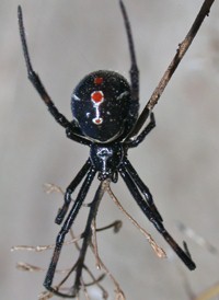 Southern Black Widow